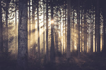 sunlight shining through trees in a forest 
