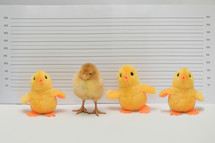 Conceptual Real and Toy Chicken Posing For Mug Shot At Police Station
