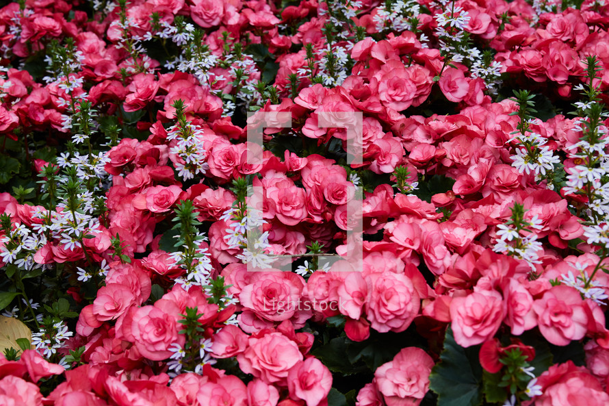 pink and white flowers in a flower bed 