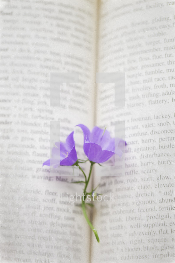 tiny purple flowers on the pages of a book 