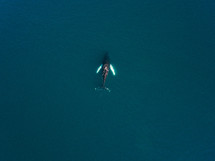 a whale in the ocean 