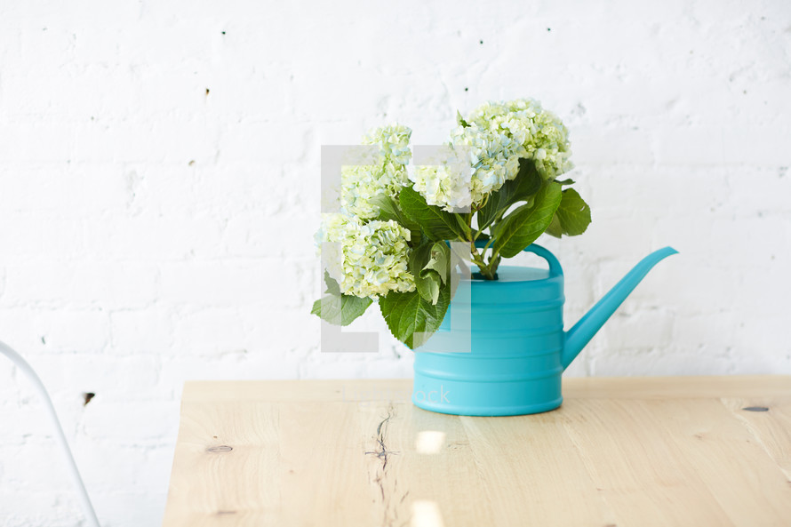hydrangeas in a turquoise watering can 