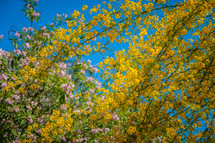 yellow blossoms in a tree