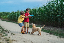 Toddlers twins brothers Playing Frisbee with golden retriever puppy on wonderland country road. Amazing sunset light. Kids with doggy. Happy friendly pet, cinematic unforgettable moments. High quality