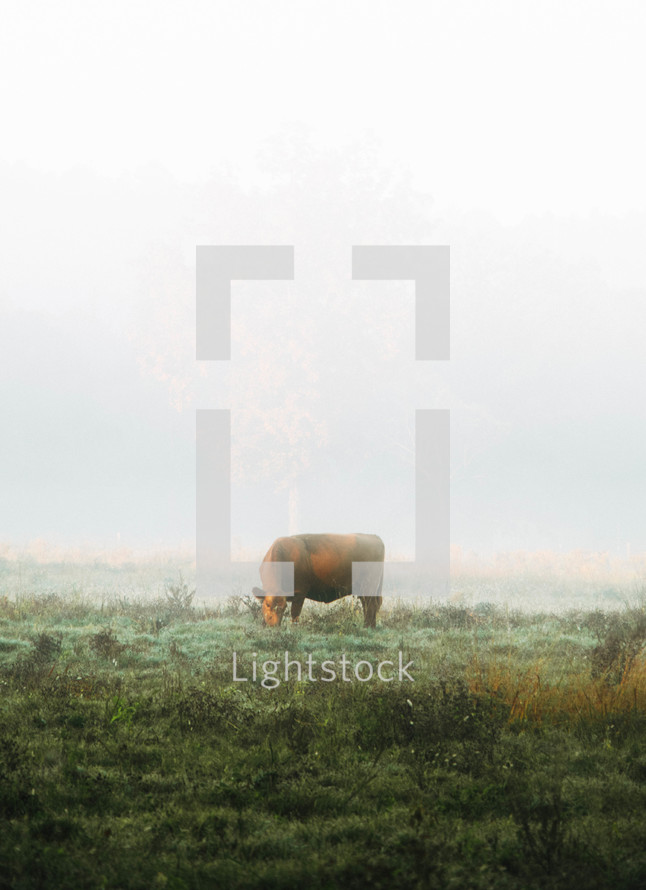 A cow grazing on dewy grass and foliage on a foggy morning 
