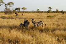 Field of Zebras