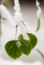 Snow-covered green leaves.