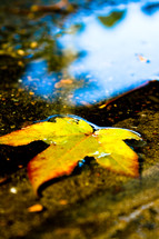 floating leaf in a puddle 