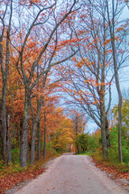 country road lined by fall trees