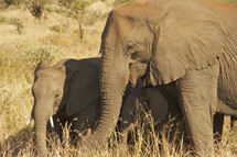 Baby elephant with Parent
