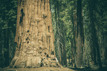 man hugging a giant redwood tree