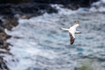 Albatross at Kileaua Lighthouse on Kauai.  