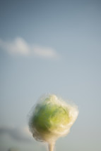 fuzzy cotton ball flower 
