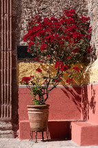 potted red flowering tree 