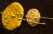 raindrops on yellow leaves 