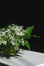 White flowers of Ornithogalum umbellatum or Star of Bethlehem in vase