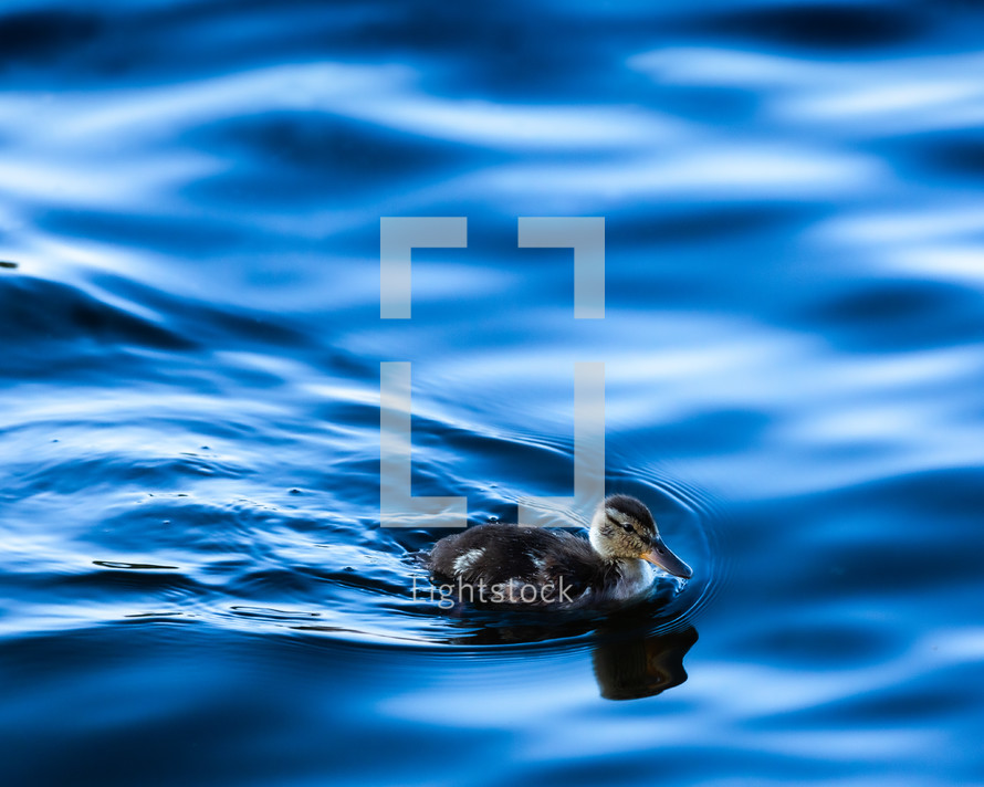 duckling on water 