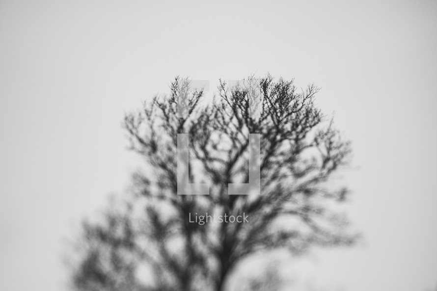 out of focus tree in black and white 