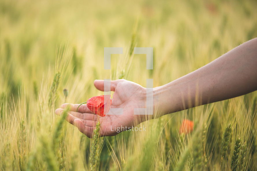 cupped hand in a field of wheat holding a red flower petal 