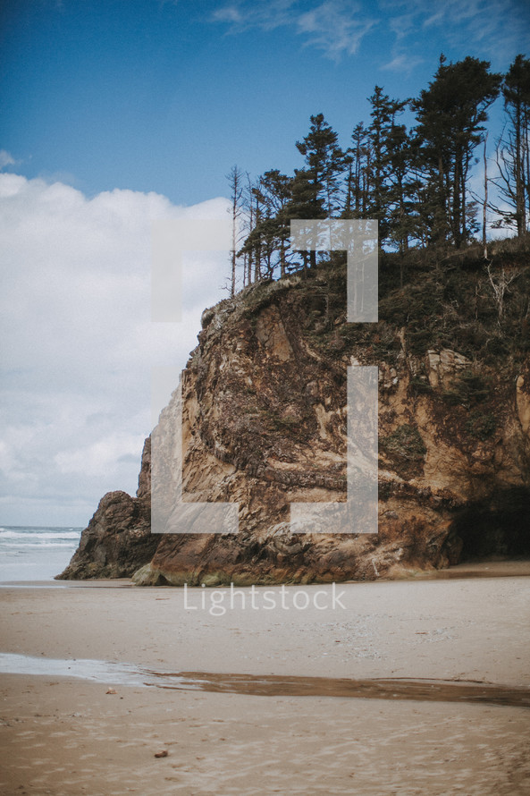 tall trees on a cliff by a shore 