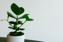 house plant on a table 