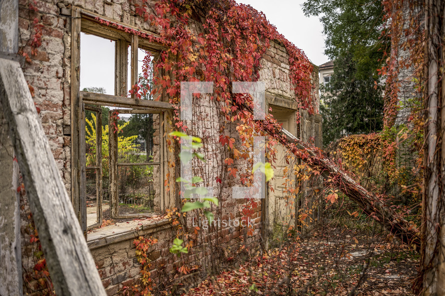 vines on the walls of an abandoned house 
