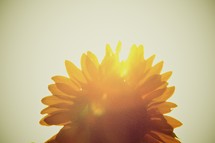 sun glare on a sunflower