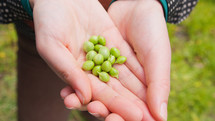 Fine peas held in hands