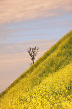 Rapeseed field, alone tree and blue Sky in spring time