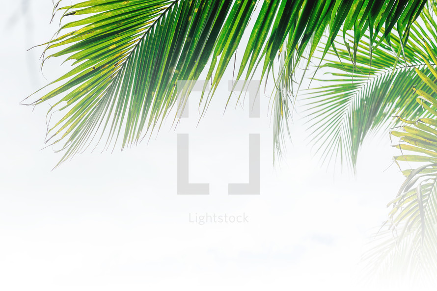 palm fronds against a white background 