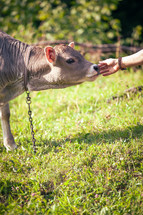 Baby Cow the Calf Eating Grass