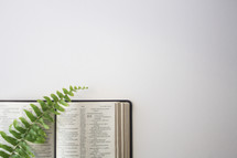 fern on the pages of a Bible 
