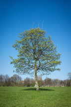 isolated tree in a field - spring 