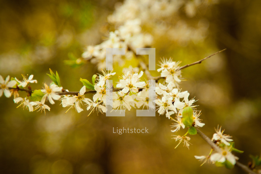 spring blossoms on a fruit tree 