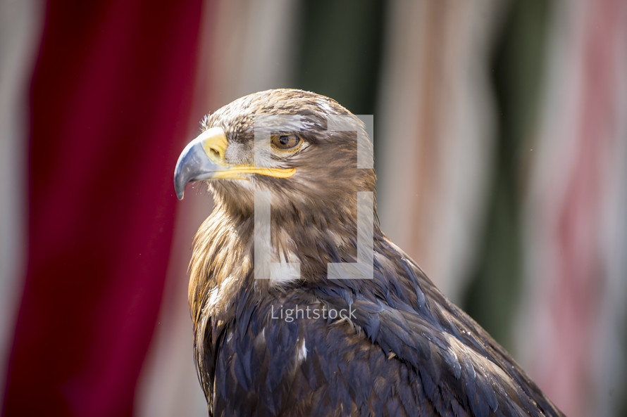 brown eagle 