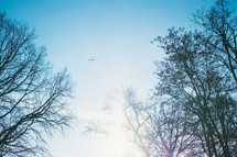 helicopter in flight over bare winter trees