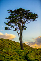 isolated tree on a hillside 