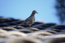 a dove on a tile roof 