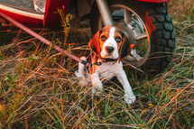 Portrait of beagle puppy in green grass. Cute lovely pet, new member of family. High quality photo