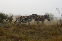 Two Zebras grazing