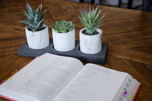 house plants and opened Bible 