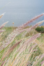 tufts at the top of tall grasses