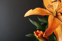 orange lilies 