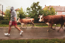 cows roaming the streets 