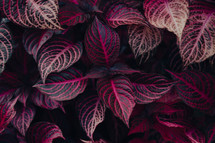 Pink leaves, purple foliage, wild flower, beautiful background wallpaper, autumn reds