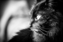 Close up of a black cat.