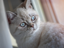 British Shotrhair silver color cat 