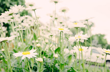 field of daisies 