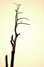 bird perched on a dead tree