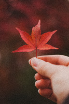 hand holding a red maple leaf 
